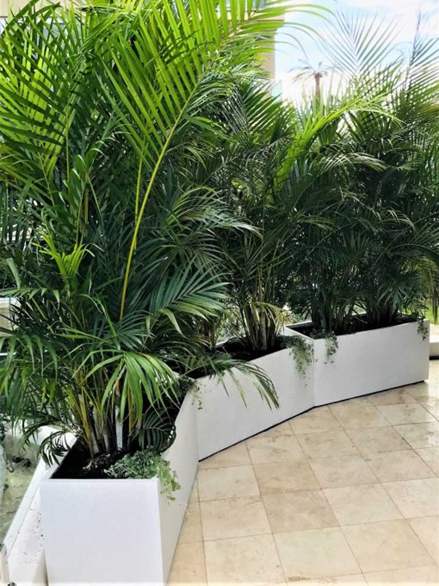 Golden Cane Palm Online Plant Nursery