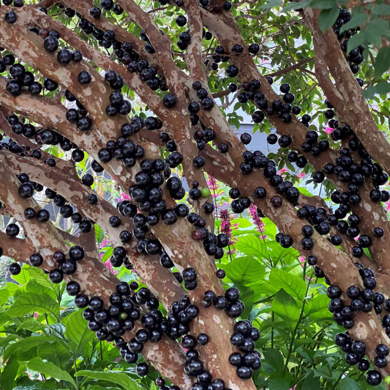 Jaboticaba -  Grape Tree - Myrciaria cauliflora