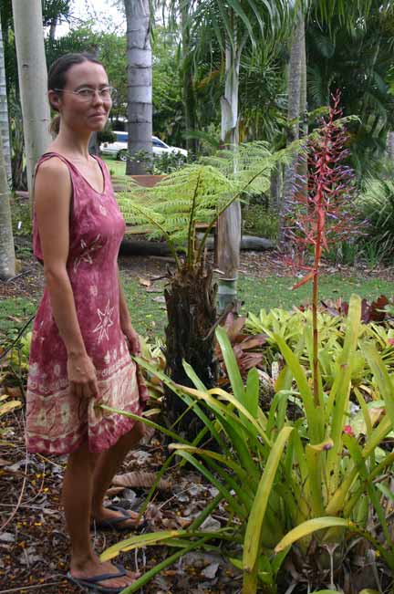 Bromeliad - Portea petropolitana