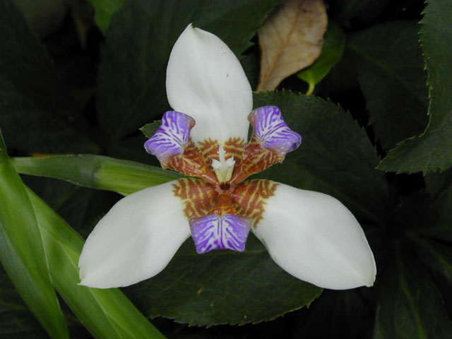 Walking Iris - Neomarica gracilis