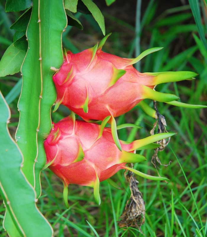 Dragon Fruit Cutting - Red flesh - Hylocereus costaricensis