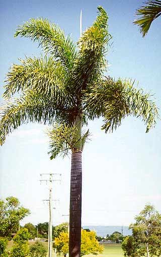 Foxtail Palm - Wodyetia bifurcata